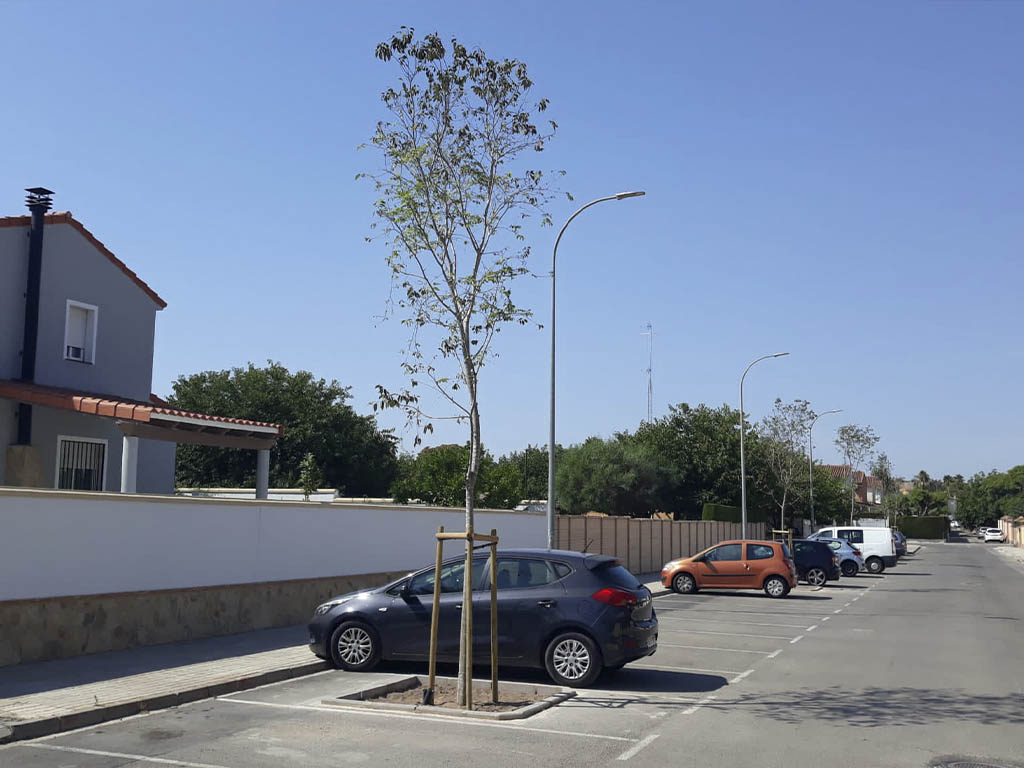 Plantació de lledoners en zona sud