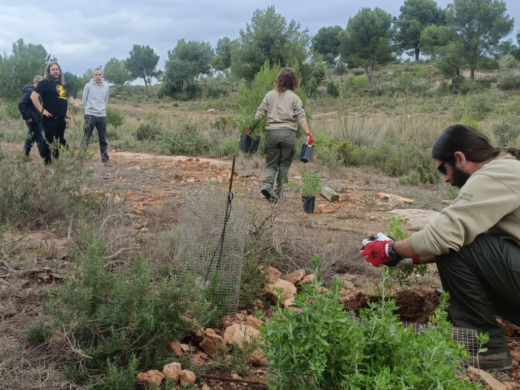 La Pobla de Vallbona planta 250 exemplars de  l’estepa de Cartagena