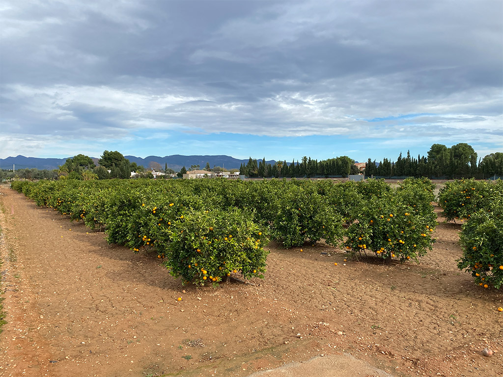 L’Ajuntament de la Pobla de Vallbona donarà suport als agricultors per a la instal·lació del degoteig
